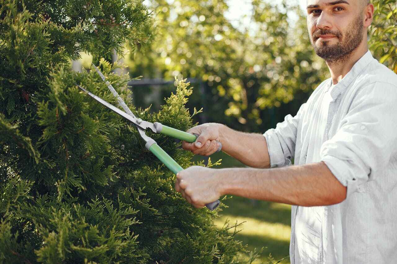 The Steps Involved in Our Tree Care Process in Quinlan, TX